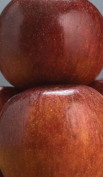 MALUS WINECRISP APPLE #5 DWF