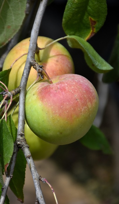 MALUS ZESTAR APPLE #5 DWF