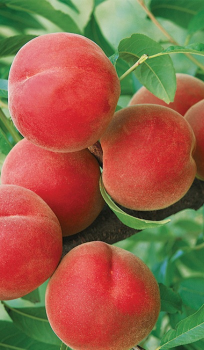 PRUNUS CONTENDER PEACH #7