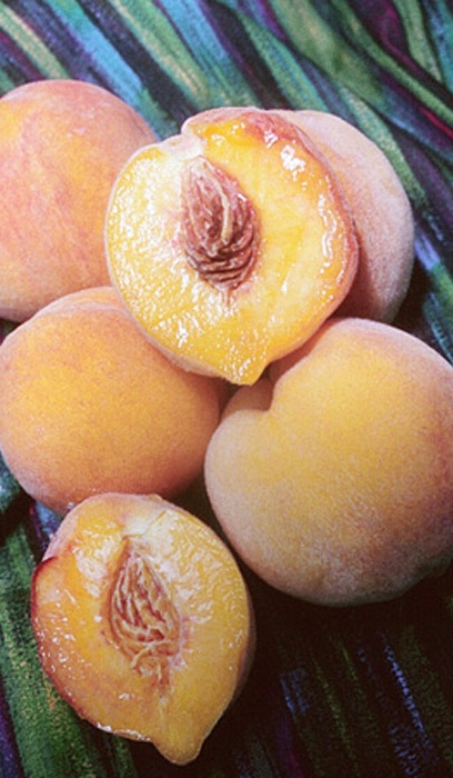 PRUNUS RELIANCE PEACH #10