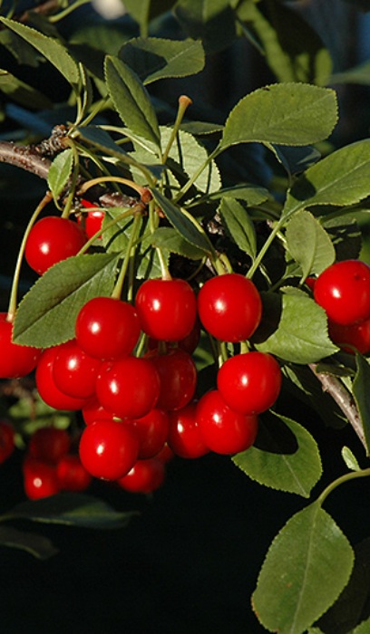 PRUNUS EVANS BALI CHERRY #20