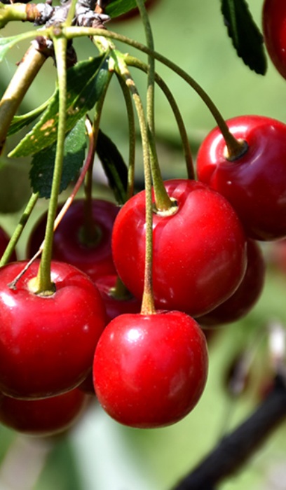 PRUNUS MESABI CHERRY #5