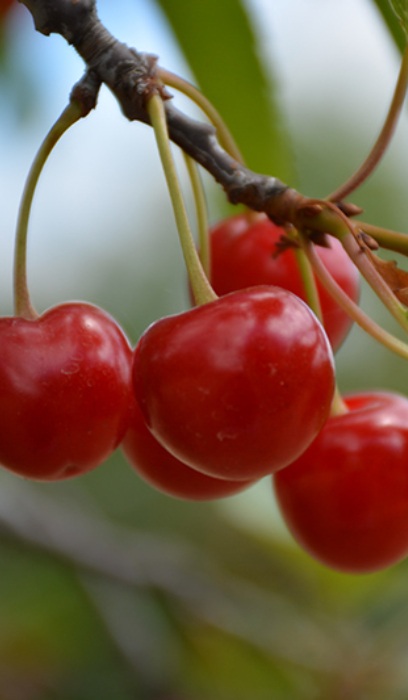 PRUNUS MONTMORENCY CHERRY #7