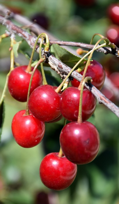 PRUNUS NORTH STAR CHERRY #5