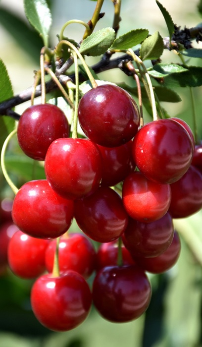 PRUNUS SWEET CHERRY PIE FE #5