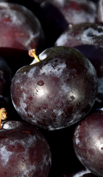 PRUNUS BLACK ICE PLUM #5