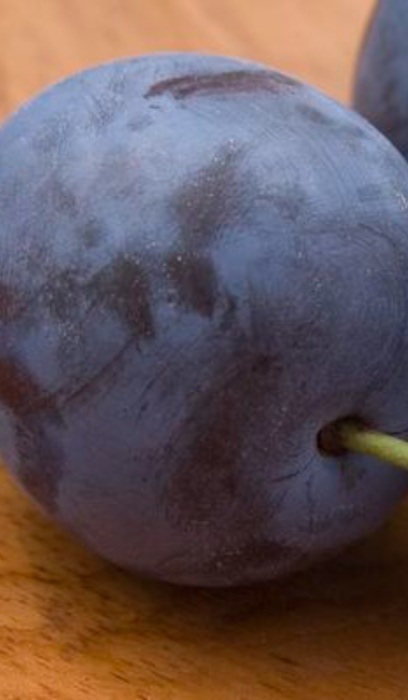 PRUNUS MOUNT ROYAL PLUM #5