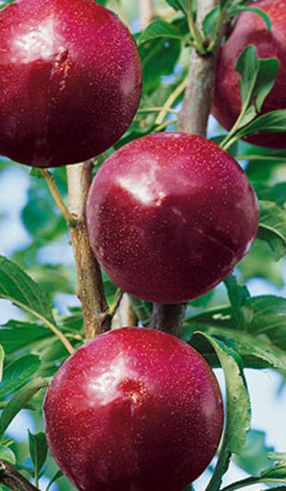 PRUNUS SUPERIOR PLUM #7