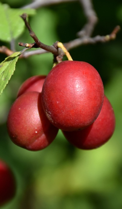 PRUNUS TOKA PLUM #7
