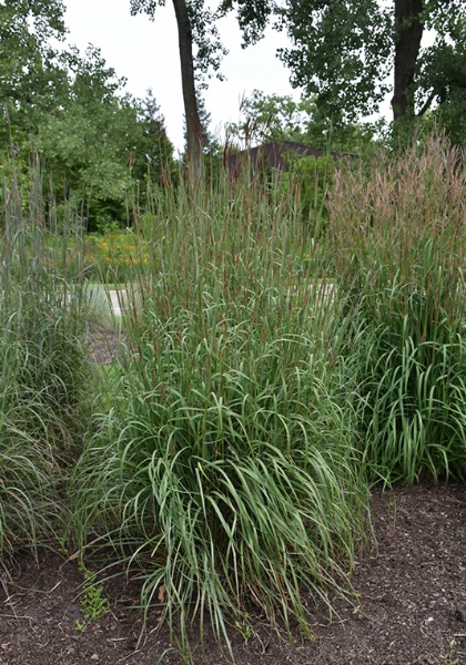 ANDRO GER DANCING WIND #1/7"