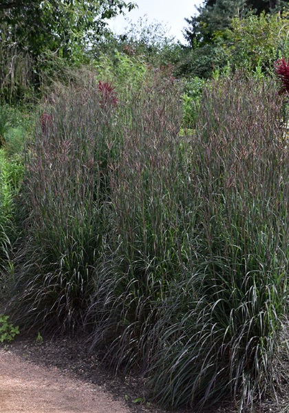 ANDRO GER HOLY SMOKE #1/7"