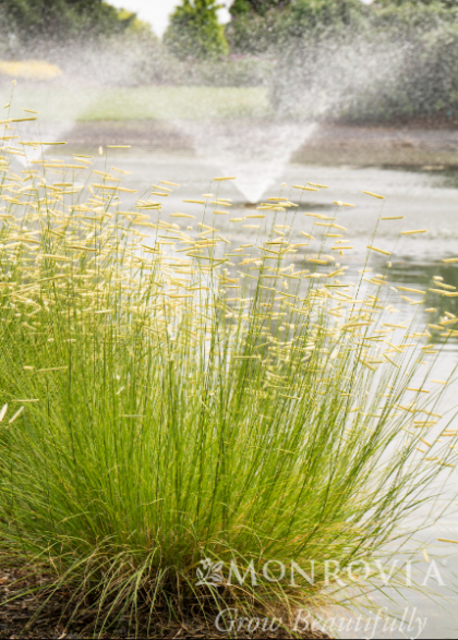 BOUTE GRA BLONDEAMBITION#1BGRAMA