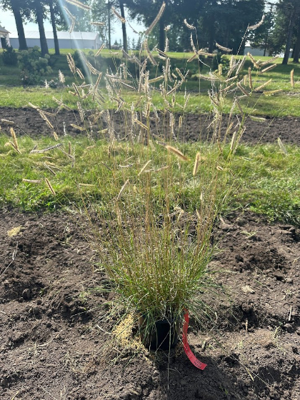 BOUTE GRA HONEYCOMB #1