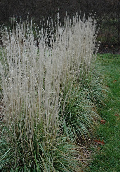 CALAM ACU AVALANCHE #1