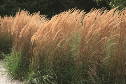 CALAM ACU KARL FOERSTER #2