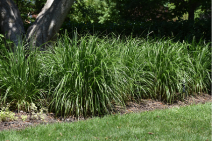 CALAM BRACHYTRICHA KOREAN #1