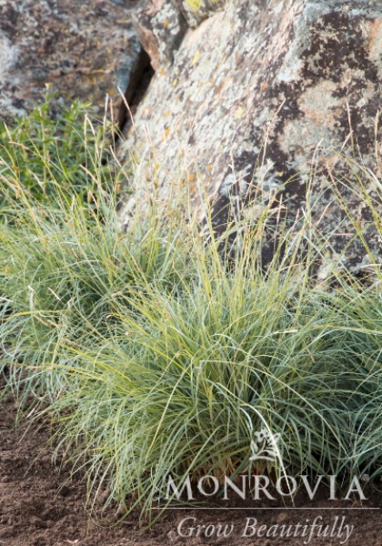 CAREX GLA BLUE SEDGE #1