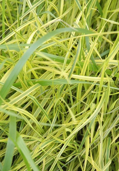 CAREX MUS OEHME #1 SEDGE