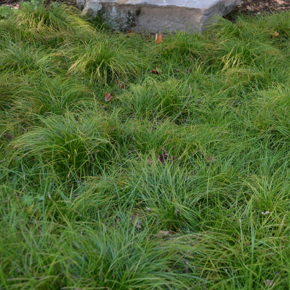 CAREX PENNSYLVANICA OAK SEDGE #1