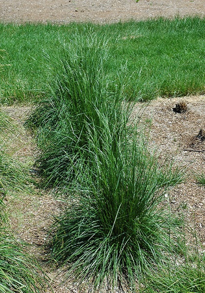 DESCHA CAE SCHOT TUFT HAIR #1