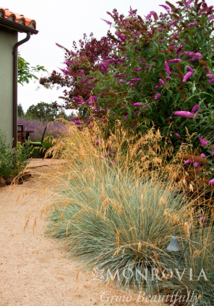 HELICTOTRICONSAPPH BLUEOAT #1