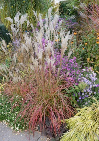 MISCAN SIN LITTLE MISS #1