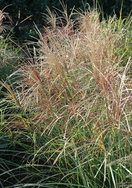 MISCANTHUS SIN RED-SILVER #1/7"