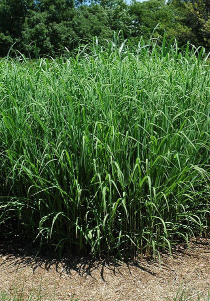 MISCANTHUS SINSILVERFEATHER#1/7"