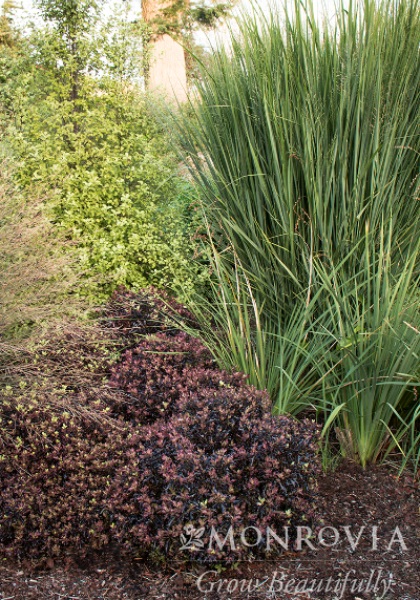 PANICUM VIR NORTH WIND #1 SWITCH