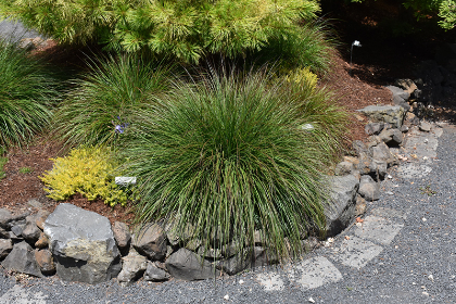 PENNISE ALO BURGUNDY BUNNY #1/7"