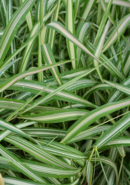 PHALA STRAWBERRIES &CREAM #1