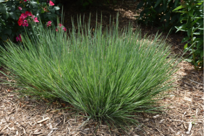 SCHIZ SCO CAROUSEL #1