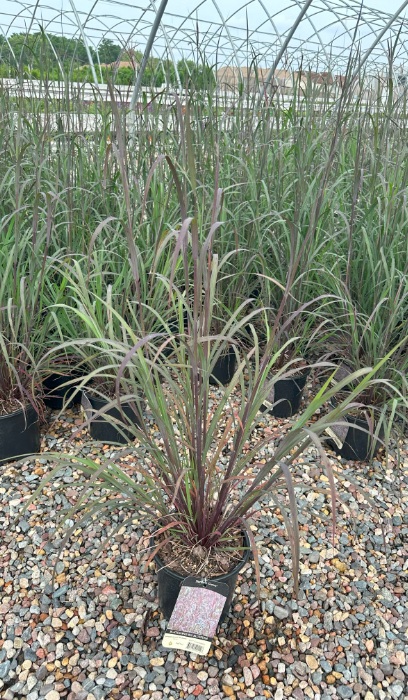 ANDRO GER BLACKHAWKS #2