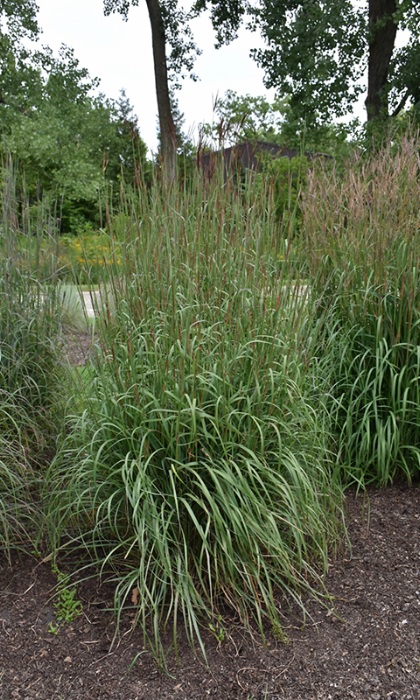 ANDRO GER DANCING WIND #1/7"