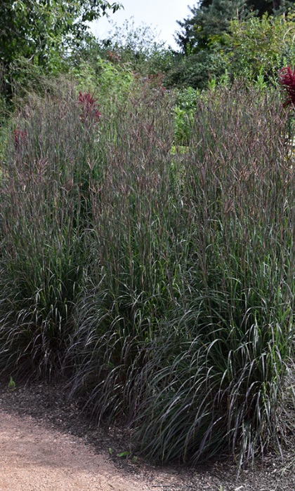 ANDRO GER HOLY SMOKE #1/7"