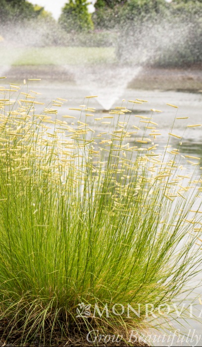 BOUTE GRA BLONDEAMBITION#1BGRAMA