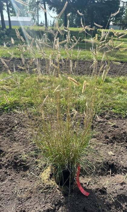 BOUTE GRA HONEYCOMB #1