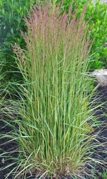 CALAM ACU ELDORADO #1