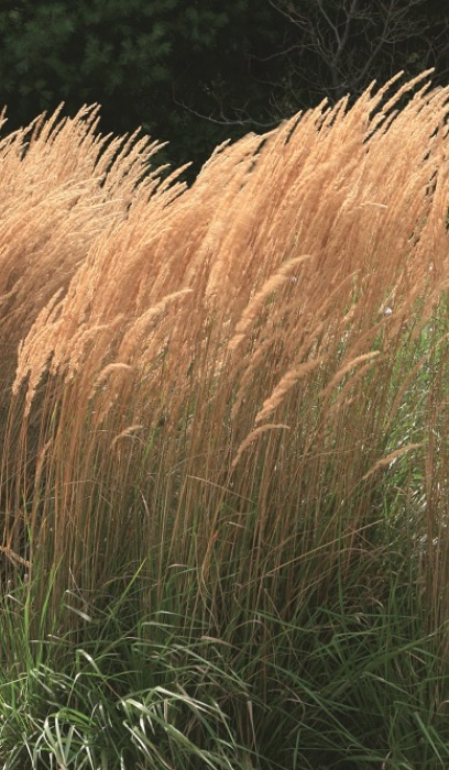 CALAM ACU KARL FOERSTER #2