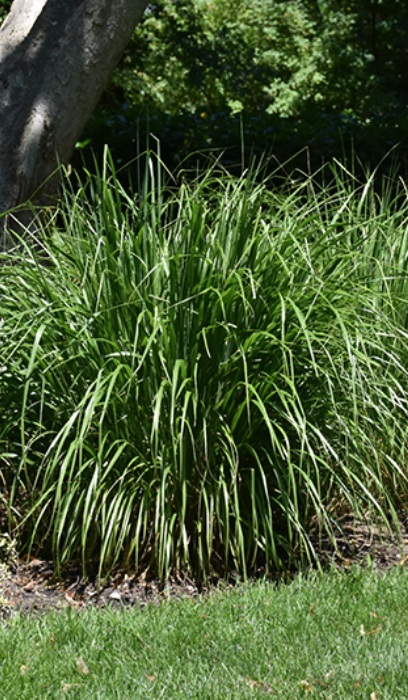 CALAM BRACHYTRICHA KOREAN #1