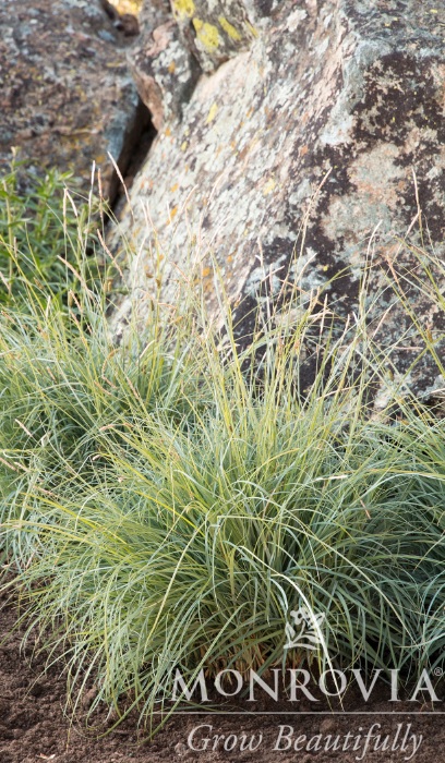 CAREX GLA BLUE SEDGE #1