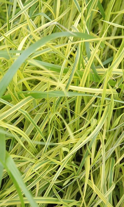 CAREX MUS OEHME #1 SEDGE