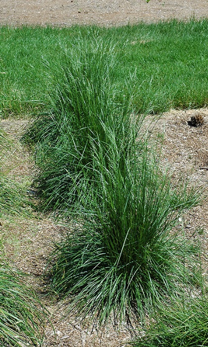 DESCHA CAE SCHOT TUFT HAIR #1