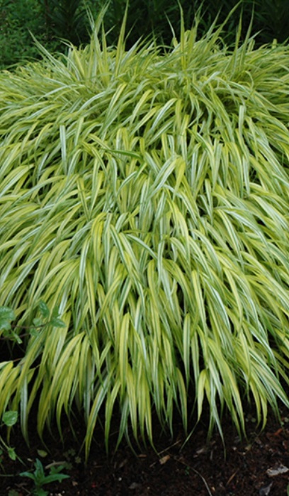 HAKON MAC AUREOLA #1