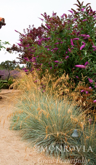 HELICTOTRICONSAPPH BLUEOAT #1