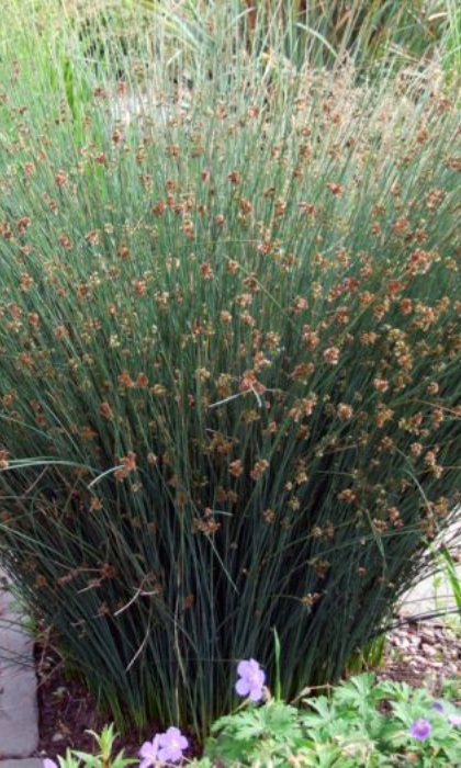 JUNCUS INF BLUE ARROWS #1