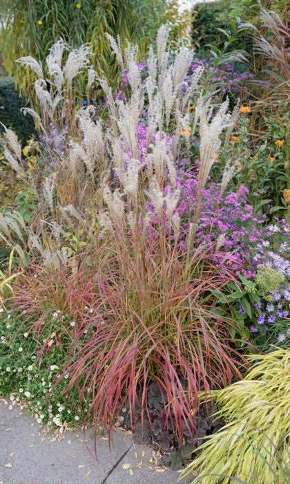 MISCAN SIN LITTLE MISS #1