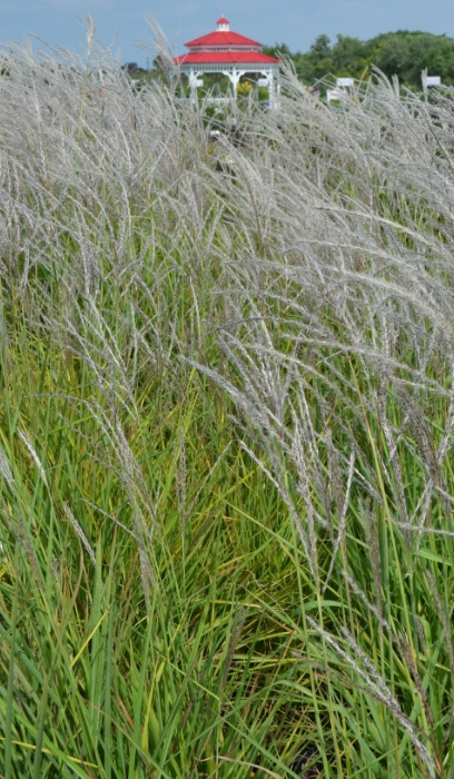 MISCANTHUS PURPURASCENS #2