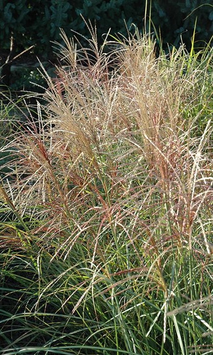 MISCANTHUS SIN RED-SILVER #1/7"