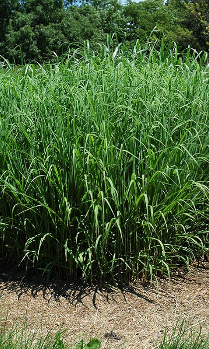 MISCANTHUS SINSILVERFEATHER#1/7"